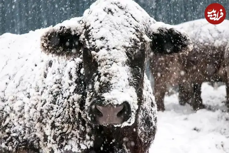 ببینید| چند گاو در ترکیه در میان برف گرفتار شدند