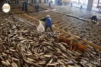 (ویدئو) روش ویژه و باستانی ژاپنی ها برای فرآوری صدها تن «ماهی تُن»