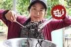 ببینید؛ غذای روستایی در چین؛ صید تعدادی عقرب و پخت غذا با آن ها