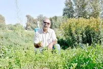 این‌جا باغ فیروزه است؛ گونه گیاه دارویی در همسایگی ما