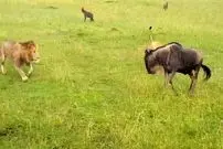 ببینید| وقتی «شیرها» به «کفتارها» درس شکار کردن می دهند!