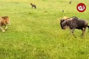 ببینید| وقتی «شیرها» به «کفتارها» درس شکار کردن می دهند!