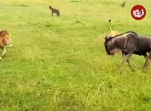 ببینید| وقتی «شیرها» به «کفتارها» درس شکار کردن می دهند!