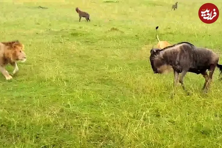 ببینید| وقتی «شیرها» به «کفتارها» درس شکار کردن می دهند!