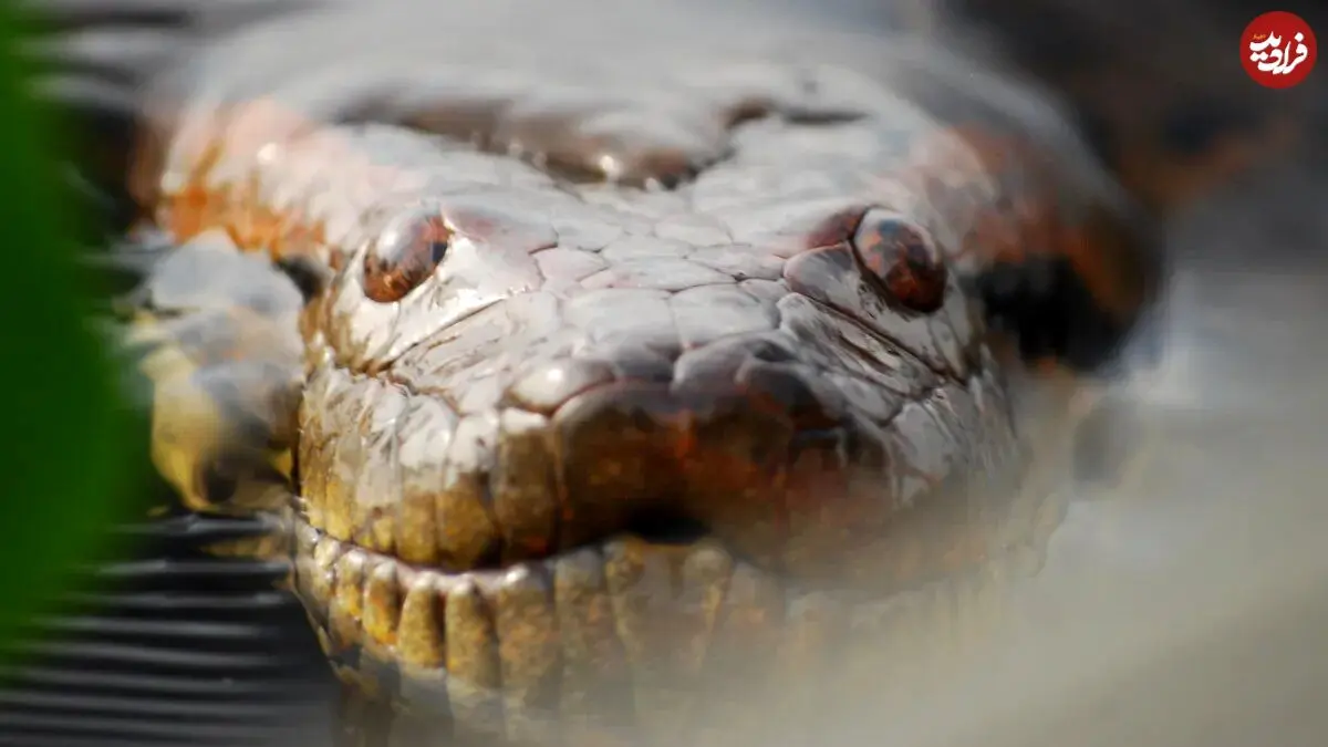 عکس؛ این مار عظیم‌الجثه‌ ۱۲ میلیون سال بدون تغییر باقی مانده