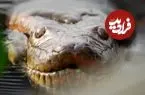 عکس؛ این مار عظیم‌الجثه‌ ۱۲ میلیون سال بدون تغییر باقی مانده
