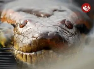 عکس؛ این مار عظیم‌الجثه‌ ۱۲ میلیون سال بدون تغییر باقی مانده