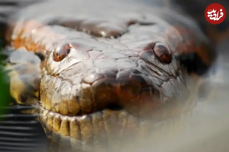 عکس؛ این مار عظیم‌الجثه‌ ۱۲ میلیون سال بدون تغییر باقی مانده