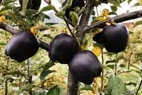 «سیب الماس سیاه»؛ یک اَبَرمیوه با خواص فوق‌العاده