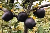 «سیب الماس سیاه»؛ یک اَبَرمیوه با خواص فوق‌العاده