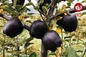 «سیب الماس سیاه»؛ یک اَبَرمیوه با خواص فوق‌العاده