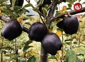 «سیب الماس سیاه»؛ یک اَبَرمیوه با خواص فوق‌العاده
