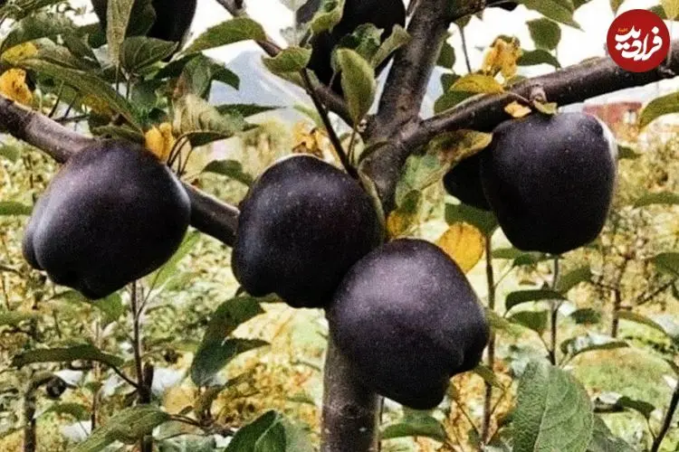 «سیب الماس سیاه»؛ یک اَبَرمیوه با خواص فوق‌العاده