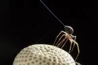 برخی عنکبوت‌ها واقعاً می‌توانند پرواز کنند؛ اما آن‌طور که به نظر می‌رسد ترسناک نیستند