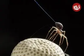 برخی عنکبوت‌ها واقعاً می‌توانند پرواز کنند؛ اما آن‌طور که به نظر می‌رسد ترسناک نیستند