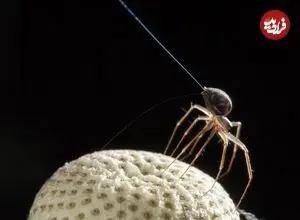 برخی عنکبوت‌ها واقعاً می‌توانند پرواز کنند؛ اما آن‌طور که به نظر می‌رسد ترسناک نیستند