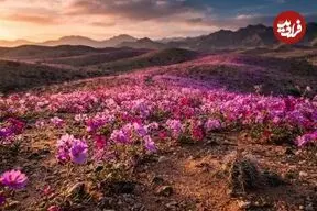 عکس| اسرار شکوفایی گل‌های رنگارنگ در یکی از خشک‌ترین بیابان‌های جهان!