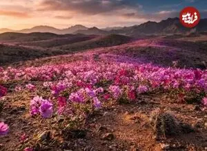 عکس| اسرار شکوفایی گل‌های رنگارنگ در یکی از خشک‌ترین بیابان‌های جهان!