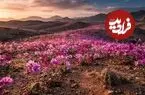 عکس| اسرار شکوفایی گل‌های رنگارنگ در یکی از خشک‌ترین بیابان‌های جهان!