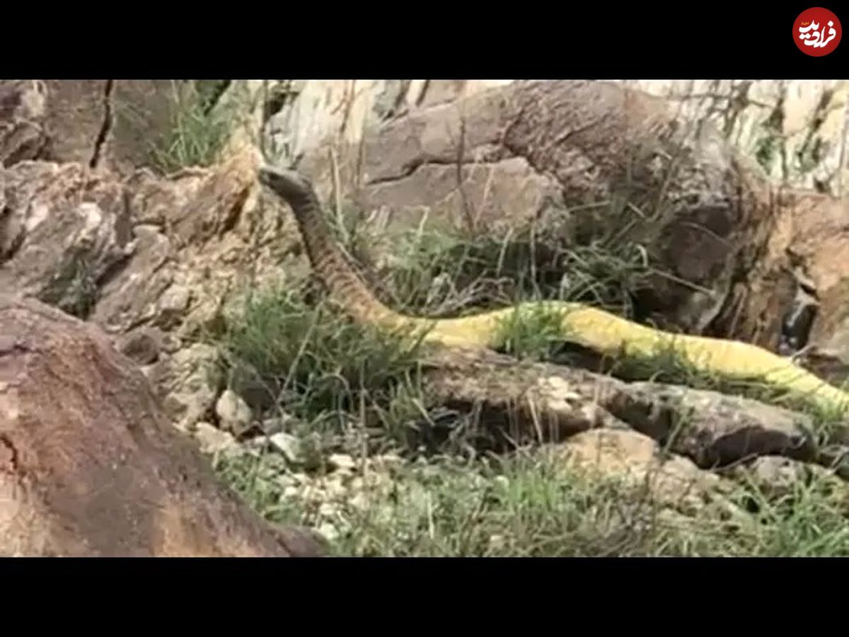 (ویدئو) این مار غول پیکر و عجیب در کوه های عربستان کشف شد