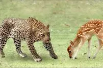 حمله ۴ پلنگ به آهو در ارتفاعات آمل؛ شکار مقابل دوربین‌های مداربسته