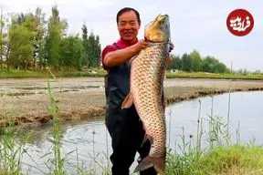 ببینید| غذای روستایی در چین؛ صید ماهی کپور و پخت خوراک با آن