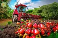 ببینید| چگونه هندی ها صدها تن بادام هندی را برداشت می کنند؟