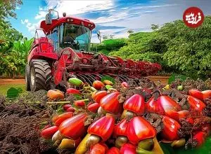 ببینید| چگونه هندی ها صدها تن بادام هندی را برداشت می کنند؟