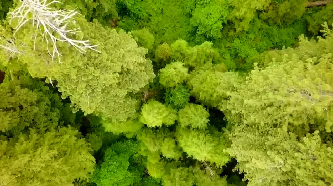 (ویدئو) عظیم ترین درخت های روی کره زمین را بشناسید
