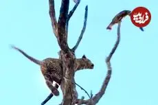 ببینید| پرواز دیدنی مشکین گربه از بالای درخت برای نجات جان خود از دست پلنگ