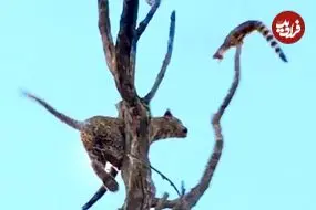 ببینید| پرواز دیدنی مشکین گربه از بالای درخت برای نجات جان خود از دست پلنگ