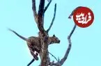 ببینید| پرواز دیدنی مشکین گربه از بالای درخت برای نجات جان خود از دست پلنگ