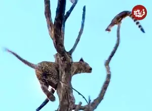 ببینید| پرواز دیدنی مشکین گربه از بالای درخت برای نجات جان خود از دست پلنگ