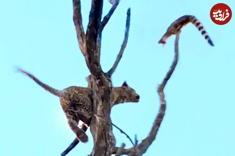 ببینید| پرواز دیدنی مشکین گربه از بالای درخت برای نجات جان خود از دست پلنگ