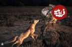 تصاویر؛ 6 شاهکار عکاسی که برندۀ مسابقه عکس «نشنال جئوگرافیک» شدند
