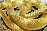 کشف یک گونه جدید مار در رودخانه ای در میانمار