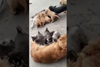 (ویدئو) این دو سگ مهربان از دو نژاد متفاوت به توله های یکدیگر شیر می دهند!