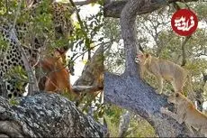ببینید| تلاش شیرهای گرسنه برای بالا رفتن از درخت و دزدیدن شکار پلنگ!