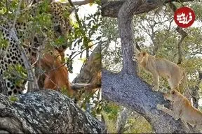 ببینید| تلاش شیرهای گرسنه برای بالا رفتن از درخت و دزدیدن شکار پلنگ!