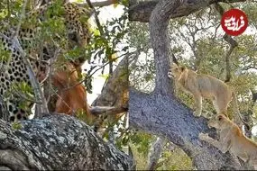 ببینید| تلاش شیرهای گرسنه برای بالا رفتن از درخت و دزدیدن شکار پلنگ!