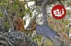 ببینید| تلاش شیرهای گرسنه برای بالا رفتن از درخت و دزدیدن شکار پلنگ!