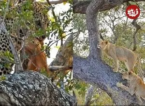ببینید| تلاش شیرهای گرسنه برای بالا رفتن از درخت و دزدیدن شکار پلنگ!