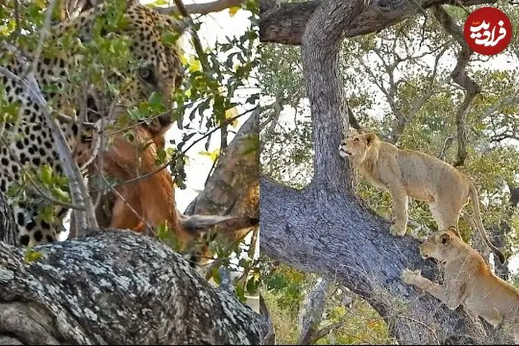 ببینید| تلاش شیرهای گرسنه برای بالا رفتن از درخت و دزدیدن شکار پلنگ!