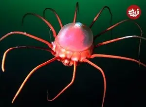 ببینید| ۱۰ موجود دریایی عجیب که گویی از دل داستان های علمی تخیلی بیرون آمده اند!