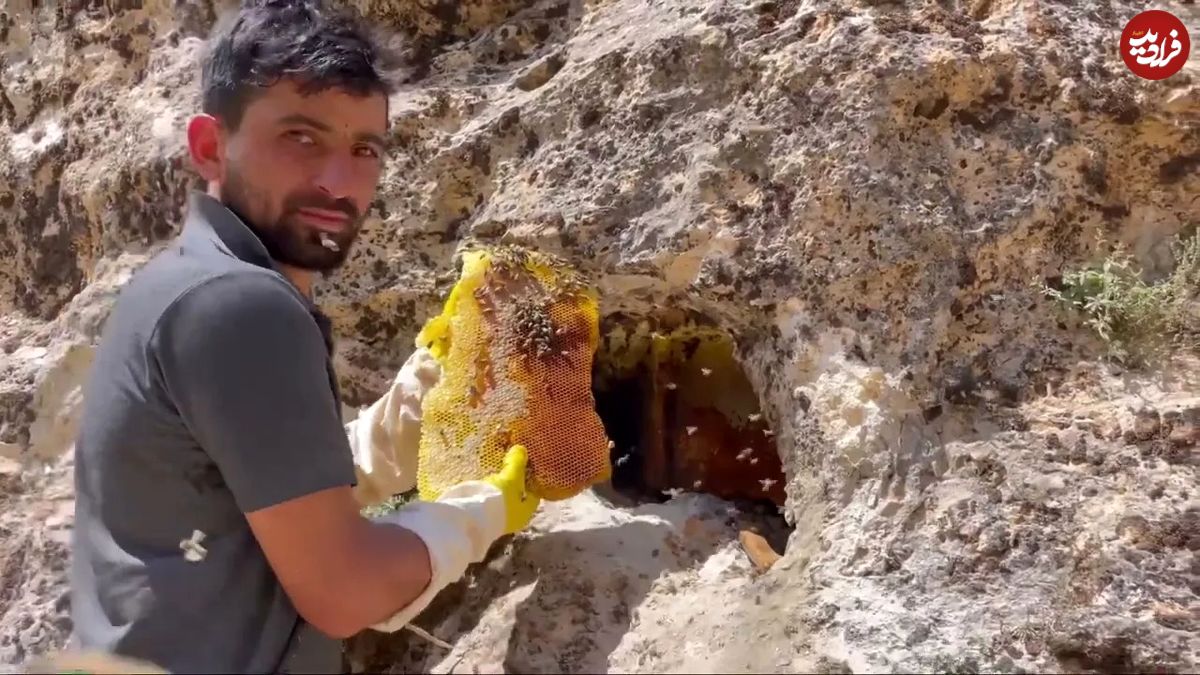 (ویدئو) این جوان ترکیه ای مشهور یک کندوی عسل وحشی بزرگ از دل کوه بیرون کشید!