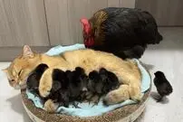 (ویدئو) محبت باور نکردنی گربه به جوجه های این مرغ و خروس