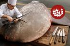 ببینید؛ لحظه صید خورشید ماهی غول پیکر و برش زدن آن در تایوان
