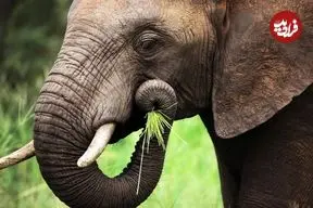 فیل‌ها بدون سبیل‌های روی خرطومشان تقریباً نابینا هستند!/ سبیل این حیوانات عظیم‌الجثه‌ ابزار اصلی شناخت جهان است!