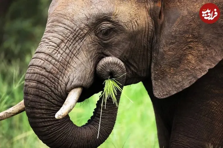 فیل‌ها بدون سبیل‌های روی خرطومشان تقریباً نابینا هستند!/ سبیل این حیوانات عظیم‌الجثه‌ ابزار اصلی شناخت جهان است!