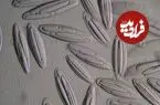 باکتری‌های بزرگی که با چشم دیده می‌شوند